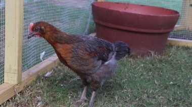 Genç tavuklar, tavuklar ve horozlar, arka bahçedeki kümeste, evcil hayvan olarak tutulurlar..