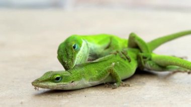 İki Yeşil Kertenkele, Carolina Anole, üreme