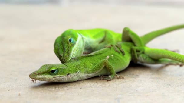 Two Green Lizards Carolina Anole Breeding — Stock Video