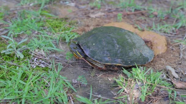 La cabeza de tortuga emerge de su caparazón — Vídeos de Stock