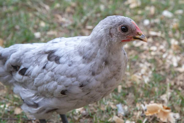 Pollo Domestico Giovane Età Cortile — Foto Stock