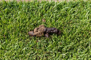 Çevredeki yeşil çimlerin üzerine taze köpek kakası yığını.