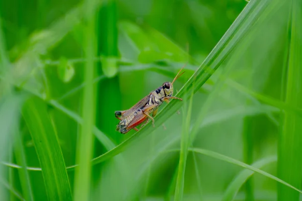 Close View Grasshopper Perched Blade Grass Warm Summer Day Duck — Stock Photo, Image