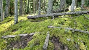 Blue Lakes Trail, Trees and Moss in Slow-Motion Duck Provincial Park, Manitoba, Kanada
