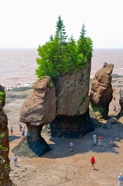 Célèbre Pot Fleurs Formation Rocheuse Due Érosion Des Marées Hopewell — Photo