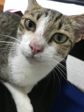 Sevimli evcil hayvan bakıcısı - hayvansı