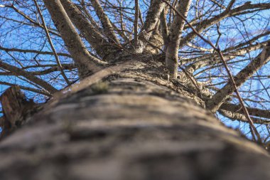 Mavi gökyüzü makro fotoğraflı ağaç