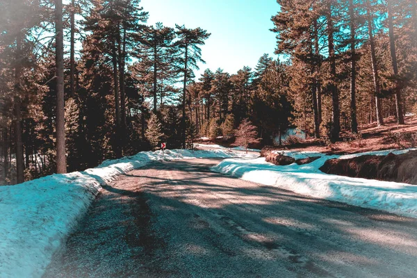 Estrada Com Paisagem Florestal — Fotografia de Stock