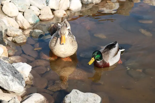 Dois Patos Piscina — Fotografia de Stock