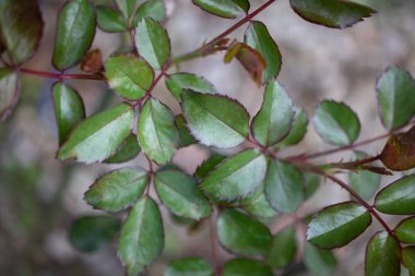 Rose 'un yaprakları makro 