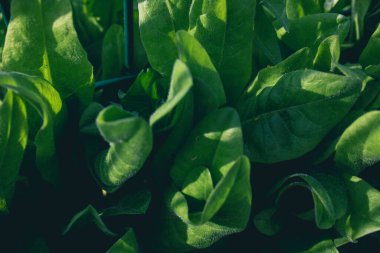 Bahçede yeşil yapraklı makro