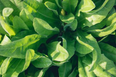 Bahçede yeşil yapraklı makro