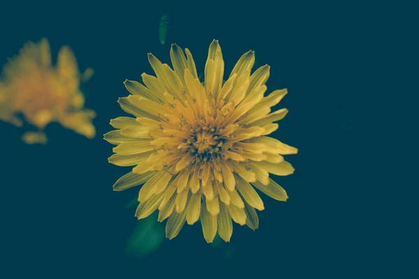 Κίτρινο Λουλούδι Είναι Μακροεντολή Λεπτομέρεια Στον Κήπο — Φωτογραφία Αρχείου