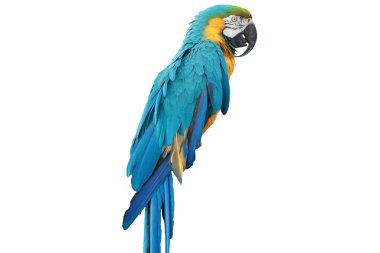 Papağan beyaz bir portre.