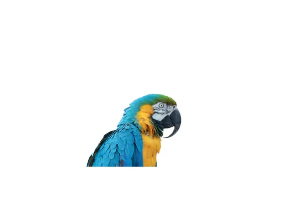 Papagaio Retrato Chão Branco — Fotografia de Stock