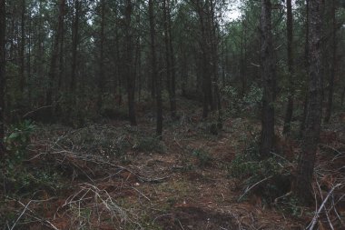 Çimen çöl ormanlı ağaçlar