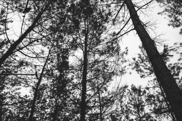Silhueta Árvore Preto Branco — Fotografia de Stock
