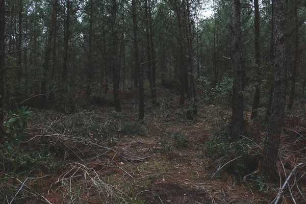 Árvores Com Grama Floresta Deserto — Fotografia de Stock