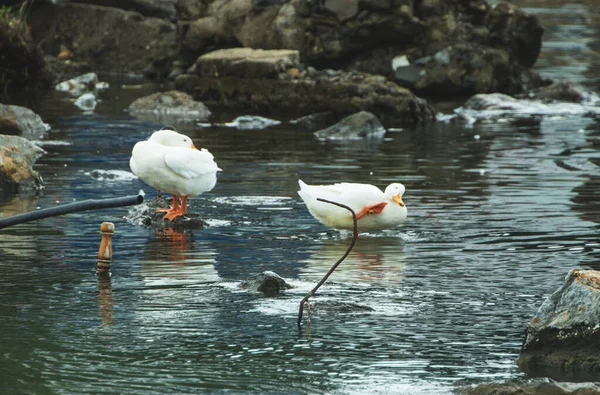 Dois Patos Mar — Fotografia de Stock