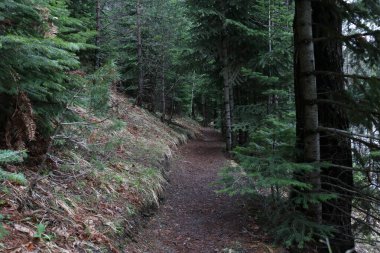 Orman manzaralı ağaçlar