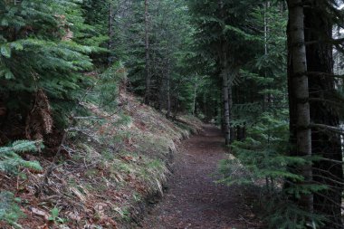 Orman manzaralı ağaçlar