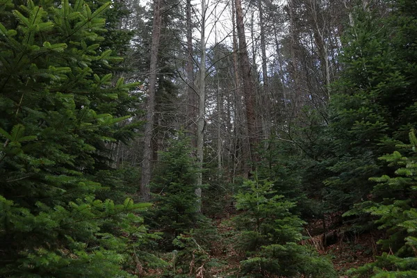 Bäume Mit Blick Auf Den Wald — Stockfoto