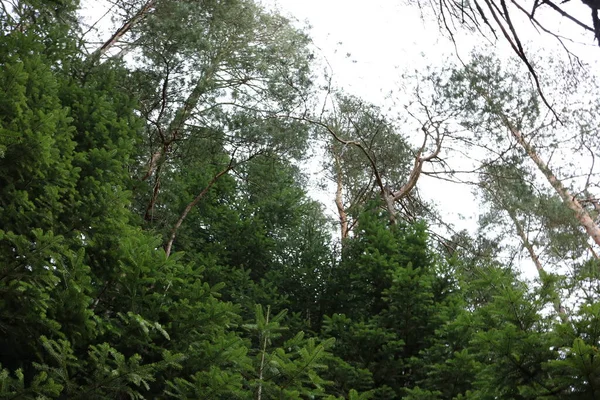 Groene Bomen Met Witte Lucht Landschap — Stockfoto