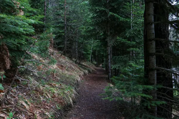 Grüne Bäume Und Waldlandschaft — Stockfoto