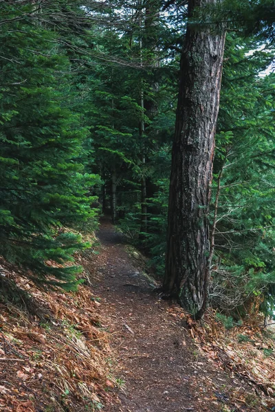Grüne Bäume Und Waldlandschaft — Stockfoto
