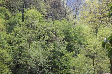 Orman manzaralı yeşil ağaçlar