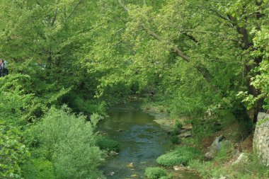 Dere manzaralı yeşil ağaçlar