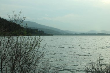 Nehre yakın yeşil ağaçlar