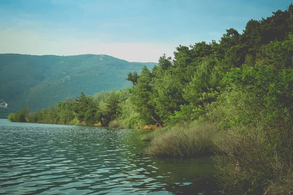 Alberi Verdi Vicino Fiume — Foto Stock