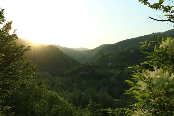 Grüne Erstaunliche Wald Mit Sonnenuntergang — Stockfoto