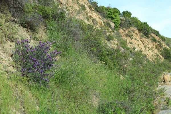 Fiore Sabbia Erba Verde Paesaggio Montano — Foto Stock