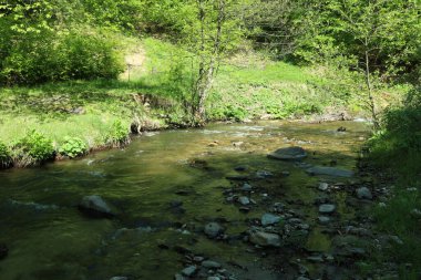 Ormanda dere manzaralı kayalar
