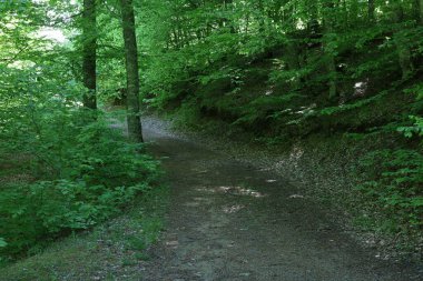 Ormandaki yol arasında yeşil ağaçlar