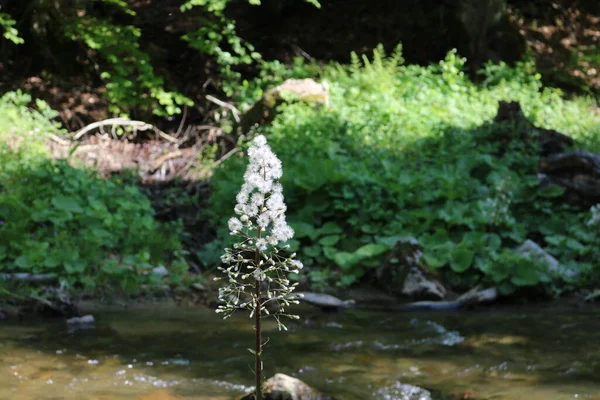 Biały Kwiat Strumieniu Lesie — Zdjęcie stockowe