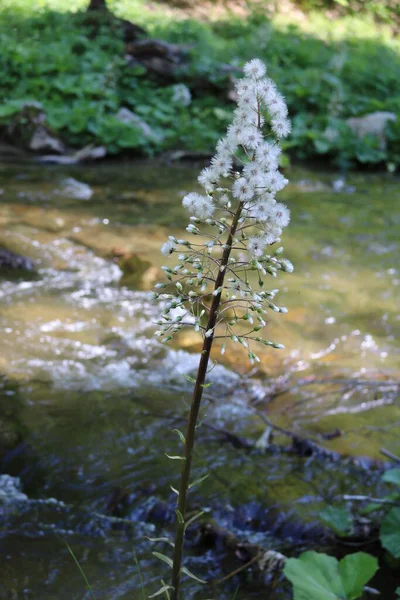 Λευκό Λουλούδι Στο Ρυάκι Στο Δάσος — Φωτογραφία Αρχείου