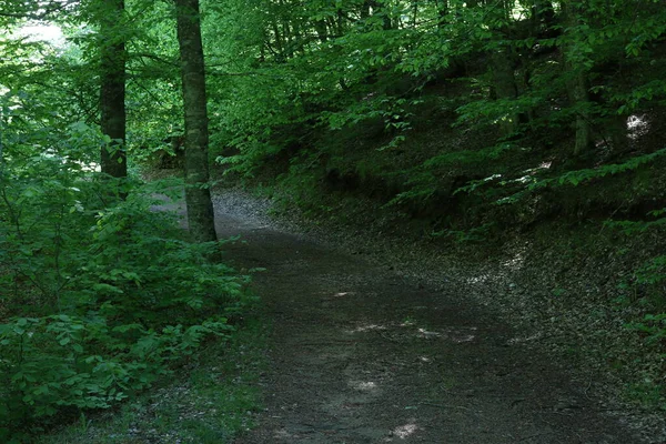 Grüne Bäume Und Wege Wald — Stockfoto