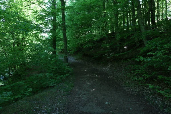 森の中の道の緑の木 — ストック写真