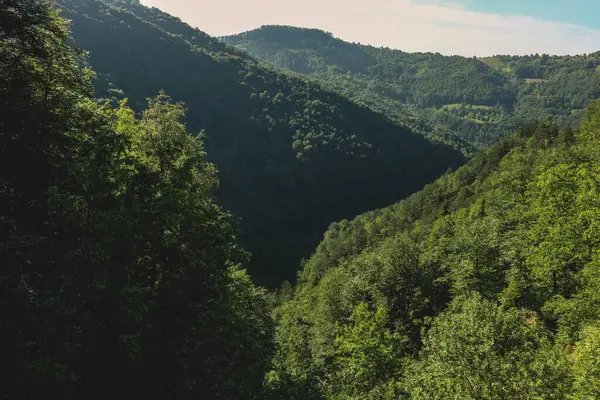 Gult Och Grönt Naturlandskap — Stockfoto