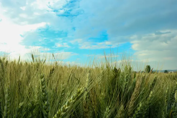 Зелено Жовта Пшениця Синьо Сіре Небо Пейзаж — стокове фото