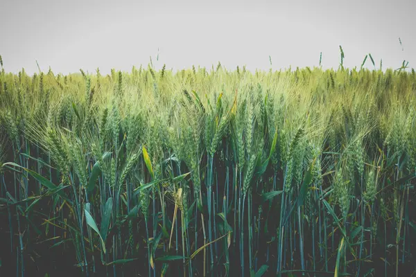 Зелено Жовта Пшениця Полі — стокове фото