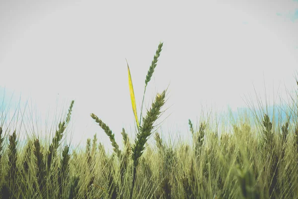 Drei Grüne Weizenstücke Auf Dem Grundstück — Stockfoto