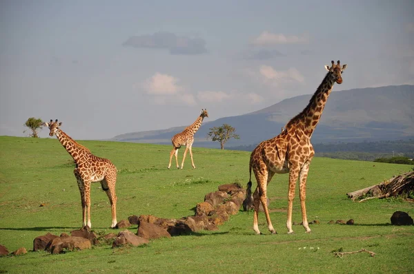 A beautiful morning somewhere in the heart of Africa