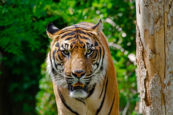 Cabeza Gran Tigre Salvaje Selva — Foto de Stock