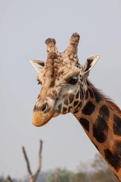 Cabeza Una Jirafa Salvaje Naturaleza — Foto de Stock