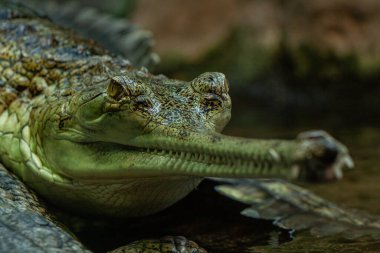 Göletteki suda vahşi gavial.