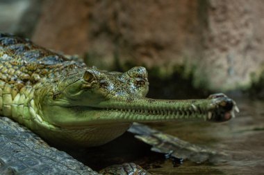 Göletteki suda vahşi gavial.